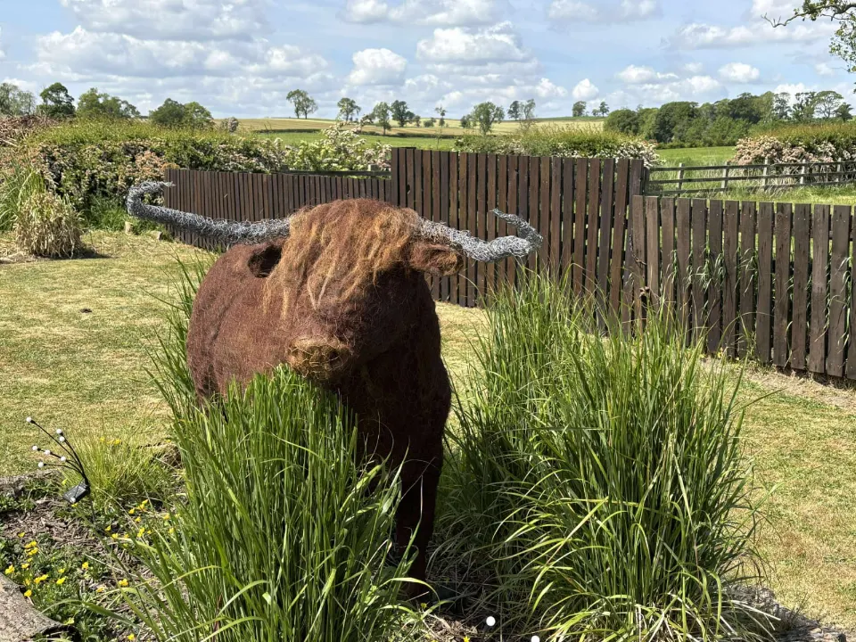 Picture of Cattle