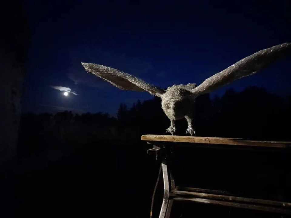 Picture of an Owl at night.